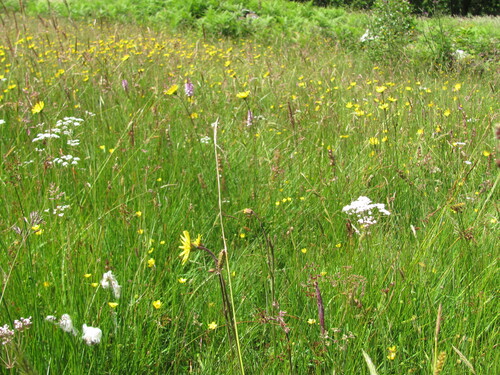 Eriophorum angustifolium, photograph 5