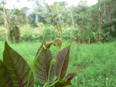 Burmeistera cylindrocarpa