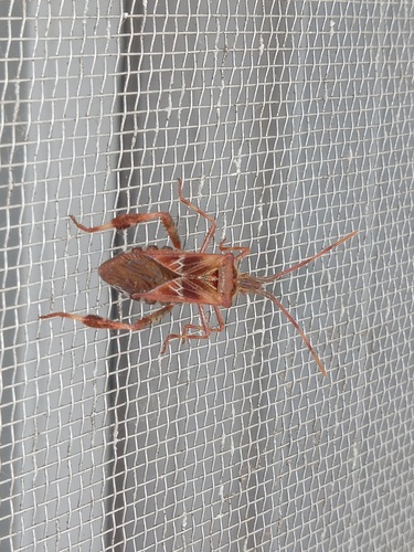 Western Conifer Seed Bug