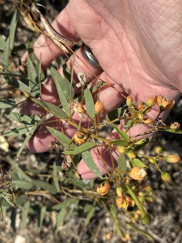 Two-leaved Senna