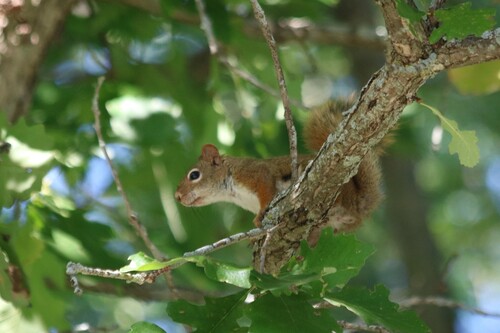 American Red Squirrel