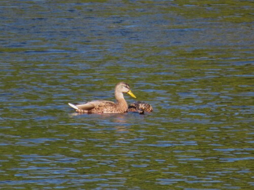 Mallard