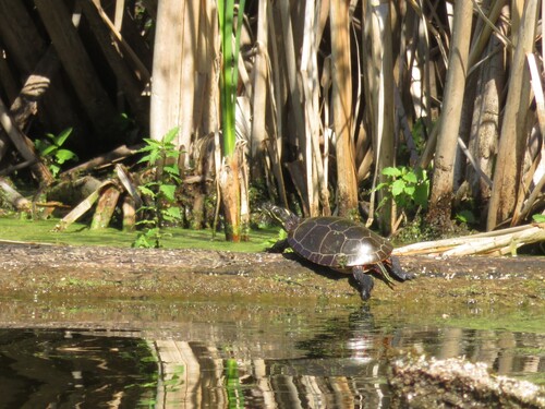 Midland Painted Turtle