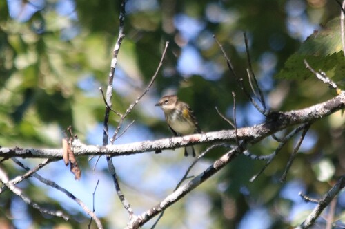 Yellow-rumped Warbler
