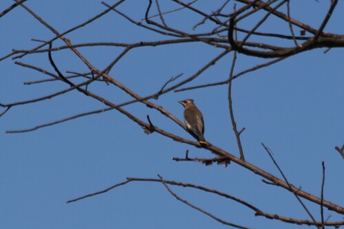 Cedar Waxwing