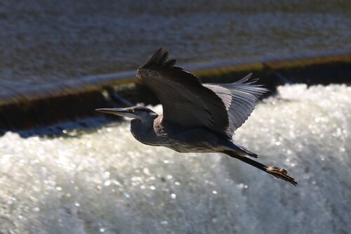 Great Blue Heron