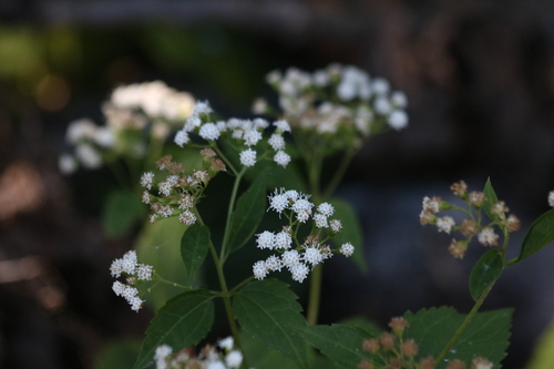 white snakeroot