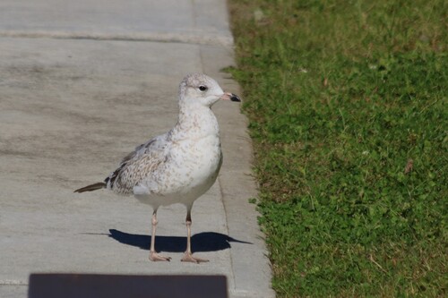Ring-billed Gull