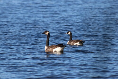 Canada Goose