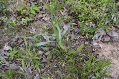 Eryngium yuccifolium