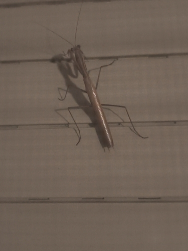 Mediterranean Mantis