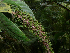 Palicourea sodiroi