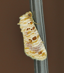 Diastema tigris