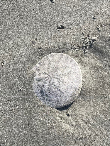 Eccentric Sand Dollar