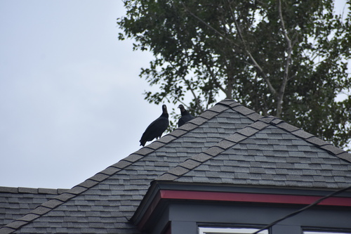 Black Vulture