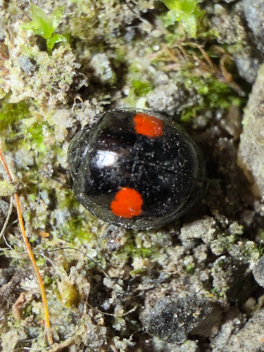 Kidney-spot Ladybird