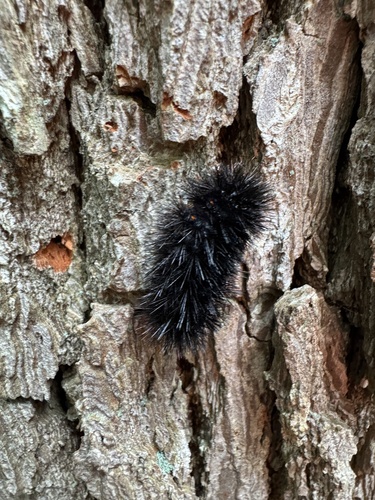 Giant Leopard Moth