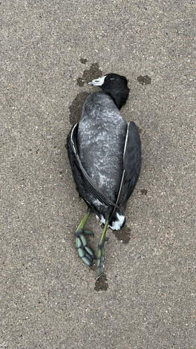 American Coot