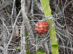 Selenicereus setaceus