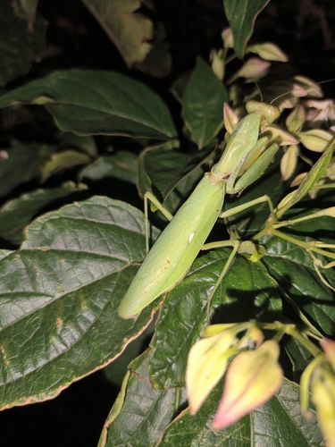 Giant Asian Mantis