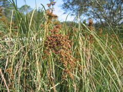 Cladium mariscus