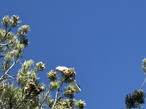 Clark's Nutcracker