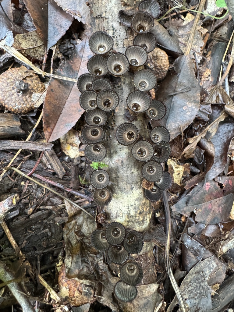 fluted bird's nest fungus · September 2026 · photo: Photo: (c) vernselden, some rights reserved (CC BY-SA) · iNaturalist