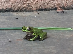 Hyperolius kivuensis