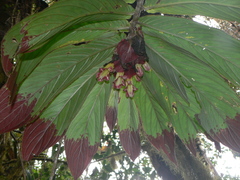 Columnea medicinalis
