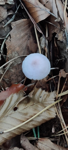 Mycena rosea — (c) Ondřej Křivan, some rights reserved (CC BY)