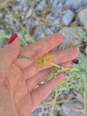 Glaucium flavum, photograph (c) Elena Obradović, some rights reserved (CC BY)