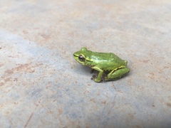 Hyperolius kivuensis