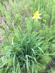 Hemerocallis minor