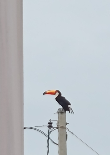 Toco Toucan