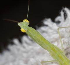 Sinomantis denticulata