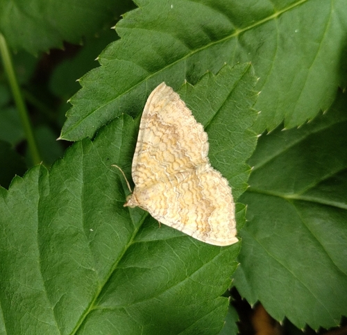 Yellow Shell Moth