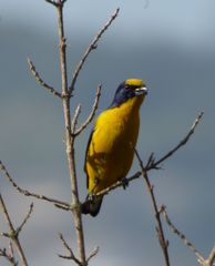 Euphonia laniirostris