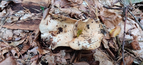 Lactarius pallidus — (c) Ondřej Křivan, some rights reserved (CC BY)