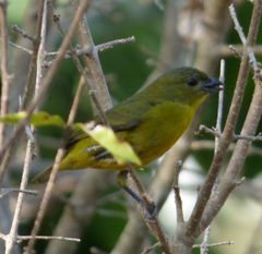 Euphonia laniirostris