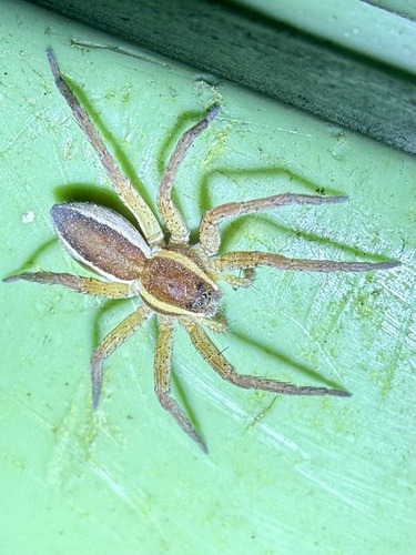 Raft Spider
