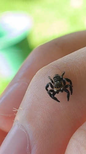 Corythalia conferta