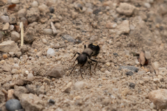 Sigilla dorsata
