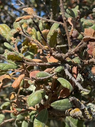 Quercus durata