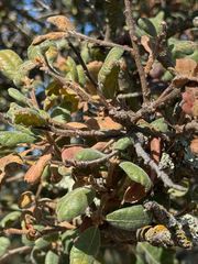 Quercus durata, photograph (c) Julie Wittmann, some rights reserved (CC BY-SA)