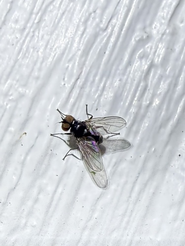 Microsoma exiguum