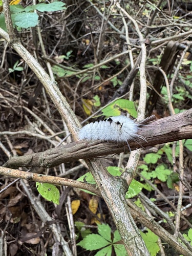 Hickory Tussock Moth