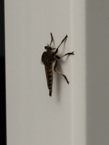 Eastern Lion Fly