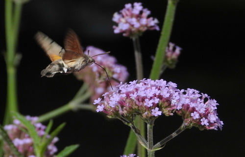 Eurasian Hummingbird Hawkmoth
