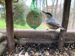 Sitta europaea caesia