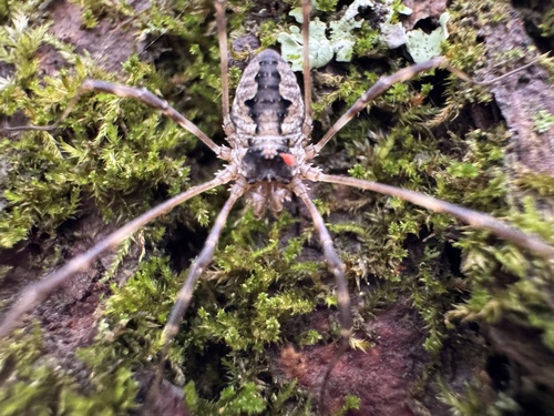 Painted Harvestman